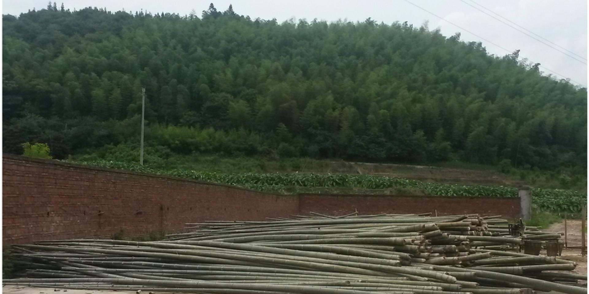 La cours de l'usine de traitement de bambou