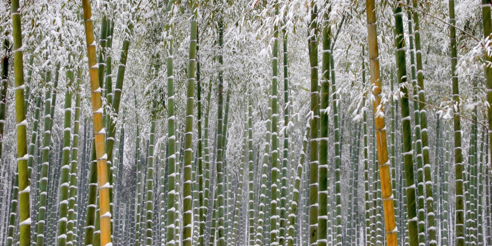 Forêt de bambou en hiver