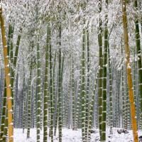 Forêt de bambou en hiver